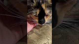 More pets for Kimchi! #shorts #cat #cutecats #calico #kitten