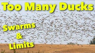 Swarms of Ducks | Alberta Duck Hunt @Cabela-s@BenelliArmiSpA @hevishotammo@divebombsquad#huntongaro