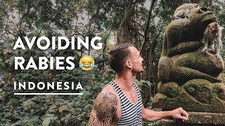 CRAZY MONKEY FOREST UBUD BALI - SACRED RABIES? | Indonesia Travel Vlog 139, 2018