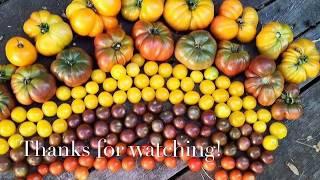 12 Tips For Growing More Tomatoes