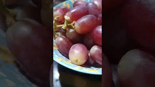 WOW YUMMY GRAPES / FRUITS / JASMINE NAV