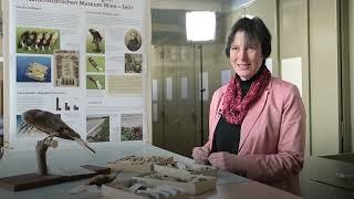 19.000 Vögel finden im NHM Wien ihr neues Zuhause.