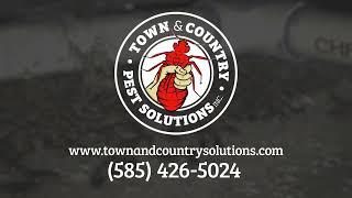 Town And Country Pest Solutions | Unwanted Invaders - 2