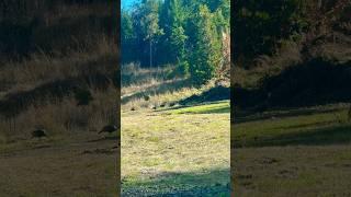 Herding Turkeys#wildlife #rooster #hunting