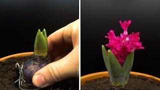 Growing Hyacinth Time Lapse