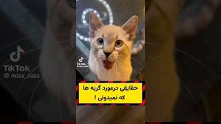 کنجکاوی  17 - سه حقیقت جالب درمورد گربه ها 