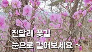 금성쟁이 소나무숲길을 걸으며 진달래꽃 구경해요~