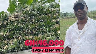 How He  Makes Over GHS 46,000 From One Acre Of Pineapple Farm In 12 Months | Budget Break Down