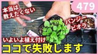 【プロ直伝】パンジービオラの時短種まき Vol.3 鉢上げ・植え付けのやり方と大切なその後の管理について by 園芸チャンネル 479 園芸 ガーデニング 初心者