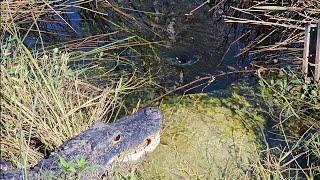 Alligators Guarding Culverts From Beavers