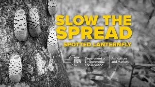 Slow the Spread of Spotted Lanternfly