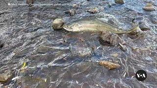 First salmon in century reach Oregon's Klamath Basin after dam removal | VOA News