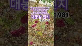 대동강 편지  #나훈아#트로트#1981나훈아인생곡ㆍ최고히트애창곡