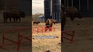 Way back Wednesday for our baby boy Dunbar! #bison #oklahoma #buffalo #ranchlife #animals #farm