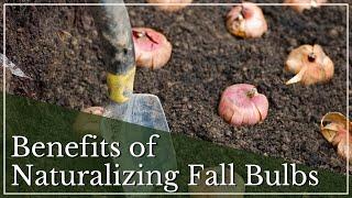 Fall Bulbs | Naturalizing Bulbs | Planting Naturalized Bulbs | Bulb Gardening |