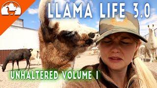 Unhaltered Volume 1 - Ep.#10 - Llama Life