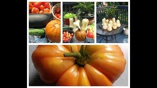 Summer Gardening and Harvest Real Food | Lady Wisdom Speaks TV Episode 10