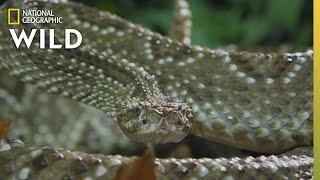 The Cascabel Rattlesnake | World's Deadliest Snakes