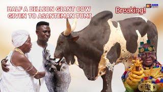 BREAKING NEWS! HALF A BILLION GIANT COW WAS GIVEN TO ASANTEMAN TUMI ASUO WABE & MORSA ON CHRISTMAS