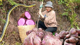 Harvest CU TU (YAM) Goess to market sell - Tubers That Grow In Dangerous Deep Forests - lý thị linh