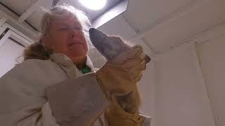 Living Sky Wildlife Rehabilitation By Overtime Studios - STAYING WILD TV - wildlife rehabilitation