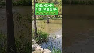 도심한보판에서 이런 소리를 듣다니#자연의소리#백색소음