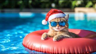 Relaxing Christmas Carol Music for Cats ⭐ Early Christmas Tunes to Soothe and Calm Your Cat