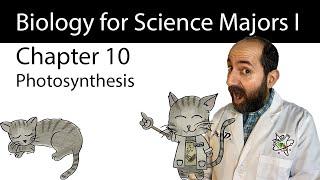 Chapter 10 - Photosynthesis