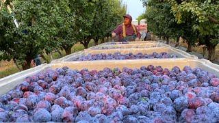 Picking Billions Of Plums In California - Prunes Production Process