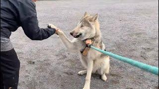 Reactions From People and Dogs While Walking Wolfdog Puppies In Crowded Park What You Can Expect