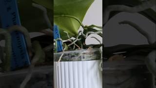 Rebloom a Phalaenopsis on the Same Spike