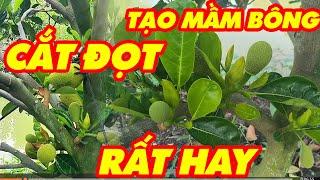 Cắt đọt mít ruột đỏ như thế nào - KỸ THUẬT LÀM BÔNG MÍT RUỘT ĐỎ