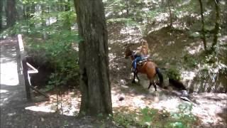 Gypsy barrels, trails, western