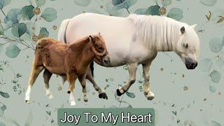 Cute Shetland Mare & Foal will bring Joy to your Heart! ️