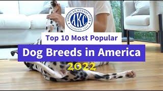 American Kennel Club's (AKC) Top 10 Most Popular Dog Breeds of 2022