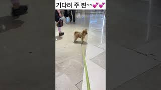 찐 기다려주는 남자다잉~~#일상 #쇼핑 #스타필드하남 #소통 #사랑 #행복 # #love #happy #dog #cute #pet #god #thanks #감사