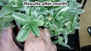 Tradescantia. My way to propagate big bush plant. Tradescantia plant care. Plant Helper