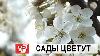 В ВОЛГОГРАДСКОЙ ОБЛАСТИ СОЗДАДУТ КРУПНЕЙШИЙ В РОССИИ СЕЛЕКЦИОННЫЙ САДОВЫЙ ЦЕНТР