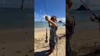 Ferocious Hawaiian morey eels Amazingly they caught 2 at the same time ￼￼#eel  #fishing #hawaii