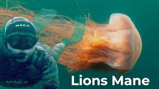 Lions Mane Jellyfish | Dangerous Freediving and swimming with Lion's Mane Jelly Fish