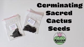 Germinating Sacred Cactus Seeds