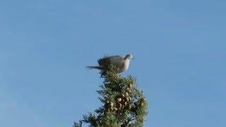 Collared dove display flight (part of)