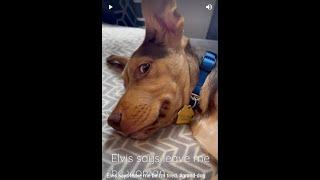 Elvis says leave me be I'm tired,  #grand-dog #rvlife #Elvis #short #shorts #lovedogs #pets