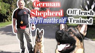 GERMAN SHEPHERD OFF-LEASH! CRAZY TRANSFORMATION.