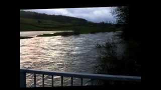 Flooded dog walking by the River Ure