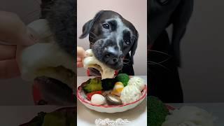 Lunch Time..!!#puppy #dog #dogfood #shorts #shortsvideo #youtubeshorts