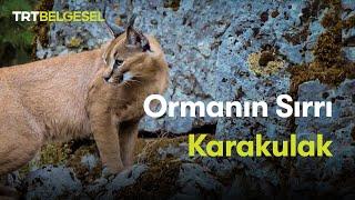 Ormanın Sırrı: Karakulak | TRT Belgesel