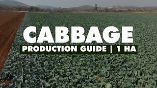 Cabbage Production Guide 1 Hectare