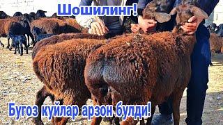 БУГОЗ КУЙЛАР БИРИНЧИ КУЛДАН!