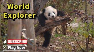 Panda Babies Are Eager To Explore The World  | iPanda